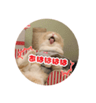 猫まる小町のメロメロスタンプ（個別スタンプ：5）