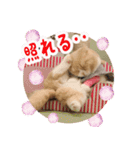 猫まる小町のメロメロスタンプ（個別スタンプ：6）