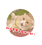 猫まる小町のメロメロスタンプ（個別スタンプ：7）