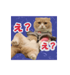 猫まる小町のメロメロスタンプ（個別スタンプ：8）