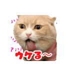 猫まる小町のメロメロスタンプ（個別スタンプ：9）