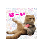 猫まる小町のメロメロスタンプ（個別スタンプ：13）