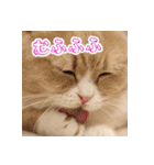 猫まる小町のメロメロスタンプ（個別スタンプ：15）