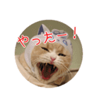 猫まる小町のメロメロスタンプ（個別スタンプ：16）