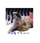 猫まる小町のメロメロスタンプ（個別スタンプ：17）