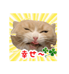 猫まる小町のメロメロスタンプ（個別スタンプ：18）