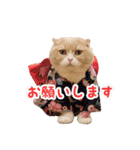 猫まる小町のメロメロスタンプ（個別スタンプ：19）