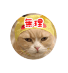 猫まる小町のメロメロスタンプ（個別スタンプ：23）