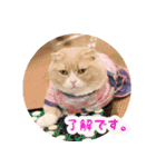 猫まる小町のメロメロスタンプ（個別スタンプ：24）
