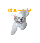こぐまのぎんちゃん（個別スタンプ：5）