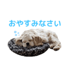 こぐまのぎんちゃん（個別スタンプ：7）