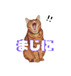 あだちとにー（個別スタンプ：8）