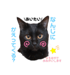 黒猫ミクロ（個別スタンプ：1）