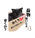 黒猫ミクロ（個別スタンプ：2）