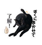 黒猫ミクロ（個別スタンプ：4）