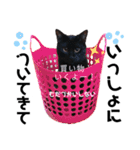 黒猫ミクロ（個別スタンプ：9）