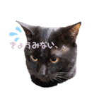 黒猫ミクロ（個別スタンプ：13）