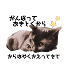黒猫ミクロ（個別スタンプ：15）