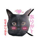 黒猫ミクロ（個別スタンプ：16）