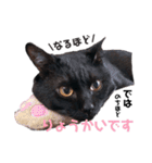 黒猫ミクロ（個別スタンプ：19）