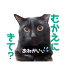 黒猫ミクロ（個別スタンプ：20）