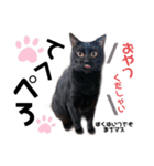 黒猫ミクロ（個別スタンプ：21）