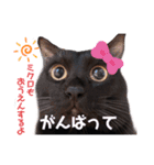 黒猫ミクロ（個別スタンプ：24）