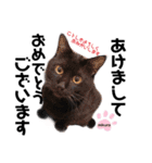 黒猫ミクロ（個別スタンプ：25）