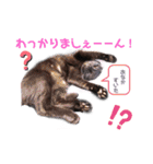 黒猫ミクロ（個別スタンプ：27）