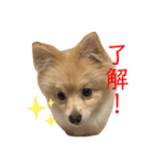 ポメラニアンのルーク。（個別スタンプ：1）
