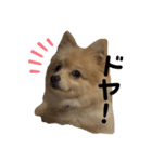 ポメラニアンのルーク。（個別スタンプ：3）