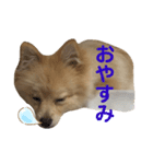 ポメラニアンのルーク。（個別スタンプ：4）
