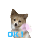ポメラニアンのルーク。（個別スタンプ：5）