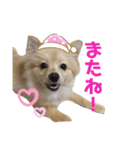 ポメラニアンのルーク。（個別スタンプ：7）