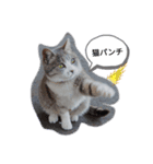 猫な振る舞い（個別スタンプ：1）