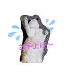猫な振る舞い（個別スタンプ：3）