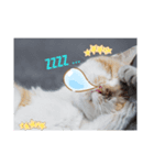 猫な振る舞い（個別スタンプ：5）