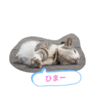 猫な振る舞い（個別スタンプ：6）