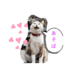 猫な振る舞い（個別スタンプ：7）
