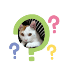 ズーン（個別スタンプ：4）