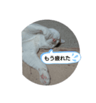ズーン（個別スタンプ：6）