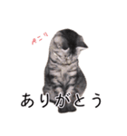 さつこさんちの猫ver2.0（個別スタンプ：1）