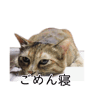 さつこさんちの猫ver2.0（個別スタンプ：2）