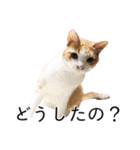さつこさんちの猫ver2.0（個別スタンプ：3）