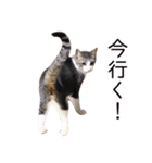 さつこさんちの猫ver2.0（個別スタンプ：5）