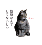さつこさんちの猫ver2.0（個別スタンプ：6）