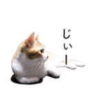 さつこさんちの猫ver2.0（個別スタンプ：7）