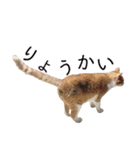 さつこさんちの猫ver2.0（個別スタンプ：8）