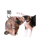 さつこさんちの猫ver2.0（個別スタンプ：9）