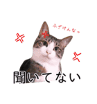 さつこさんちの猫ver2.0（個別スタンプ：10）